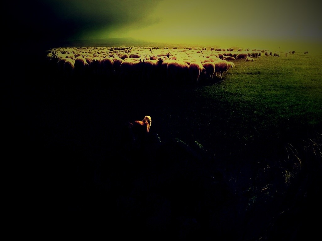 Волк и овцы обои