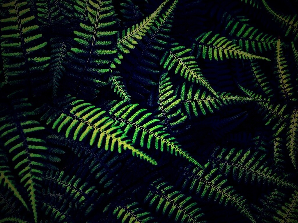 Папоротник обои