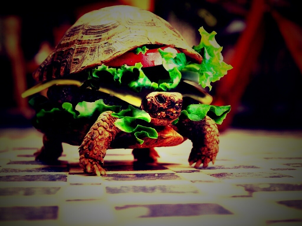 Черепахбургер обои