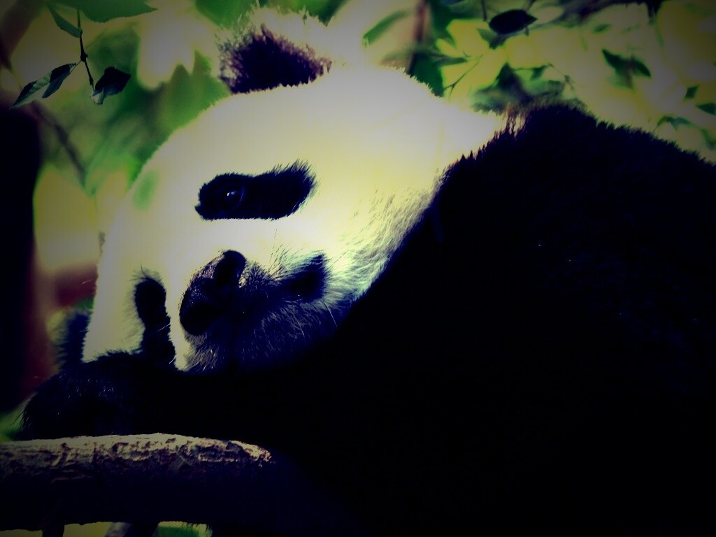 Грустный панда обои