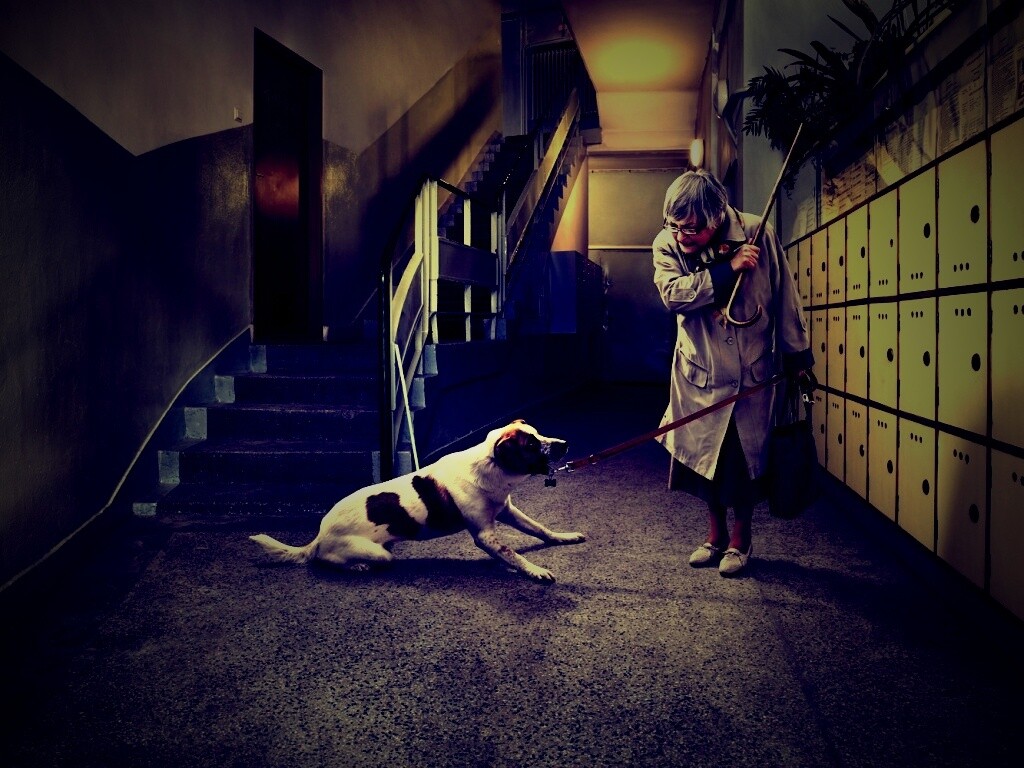 Непослушная собака обои