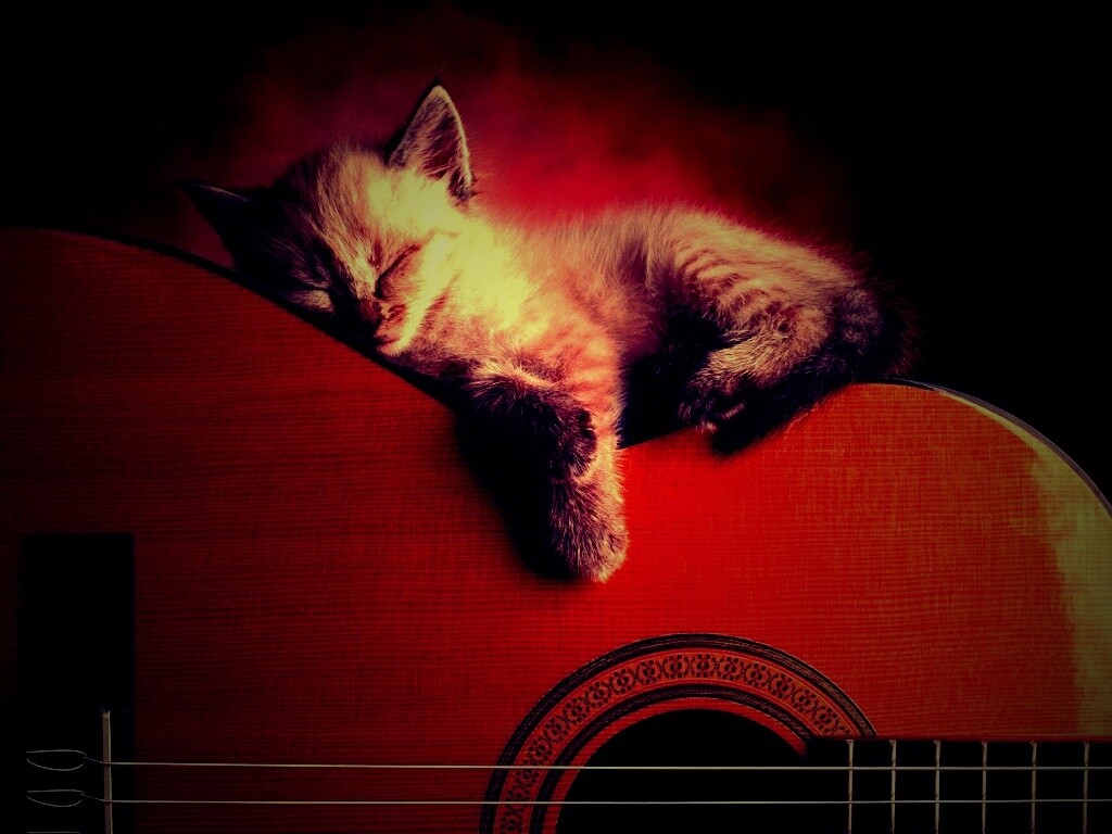 Котенок на гитаре обои