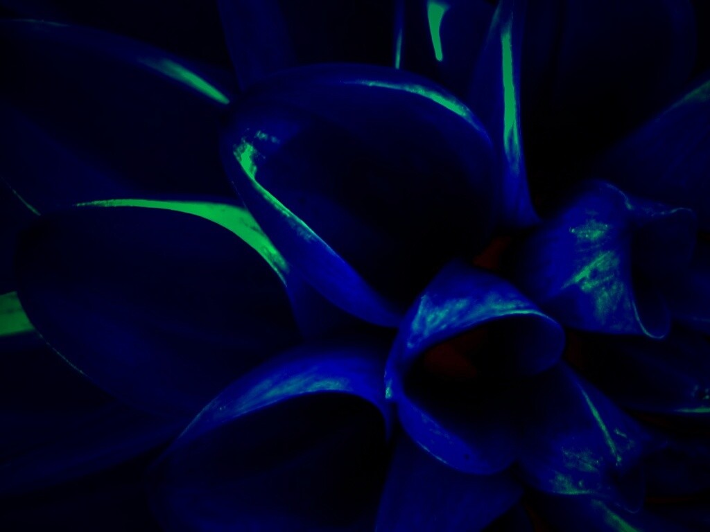 Лепестки обои