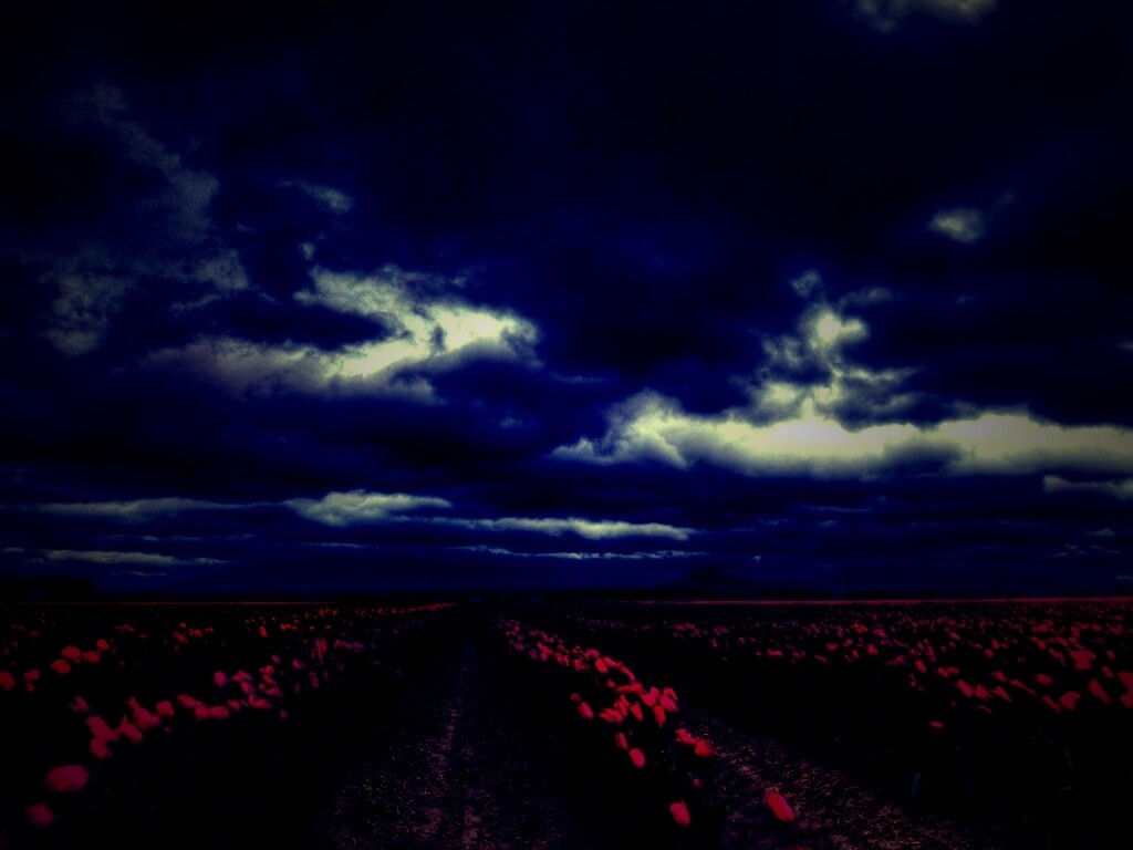 Цветочное поле под грозовым небом обои