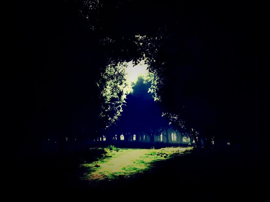 Сумерки в волшебном лесу обои