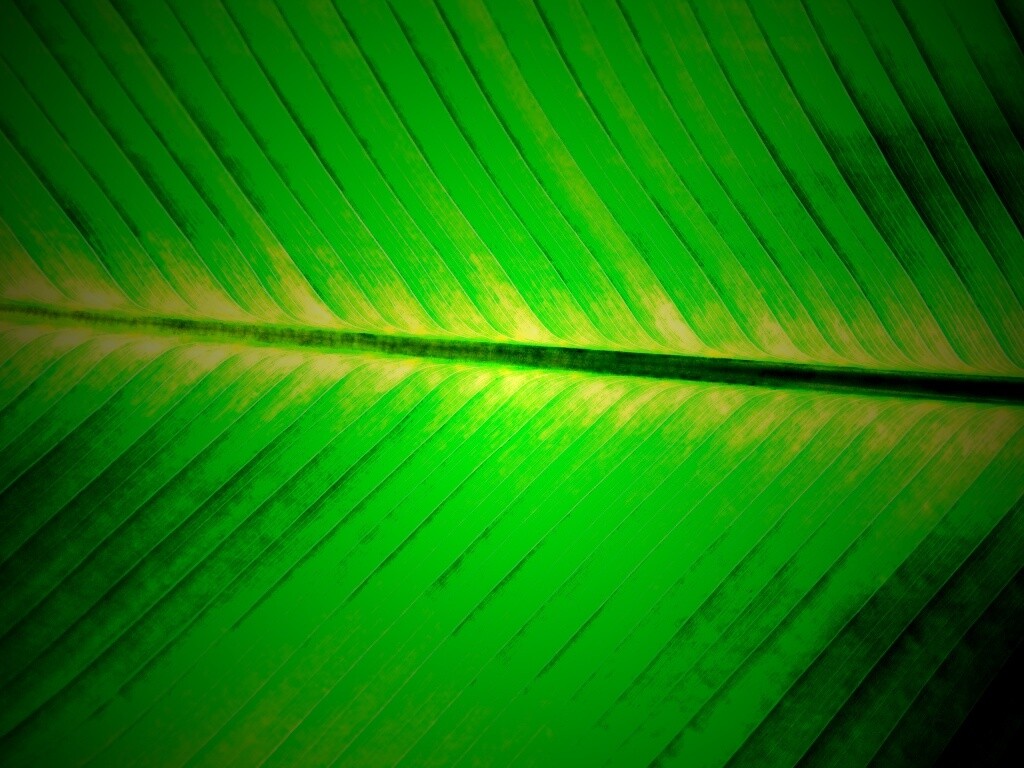 Пальмовый лист на солнце обои