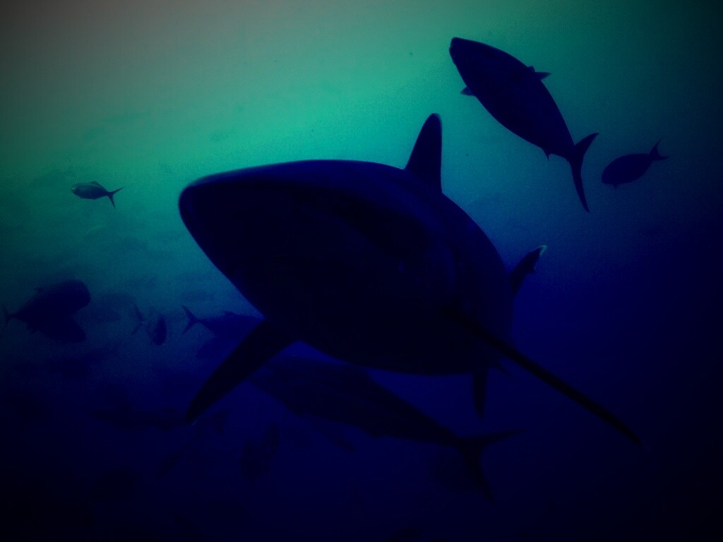 Акула обои
