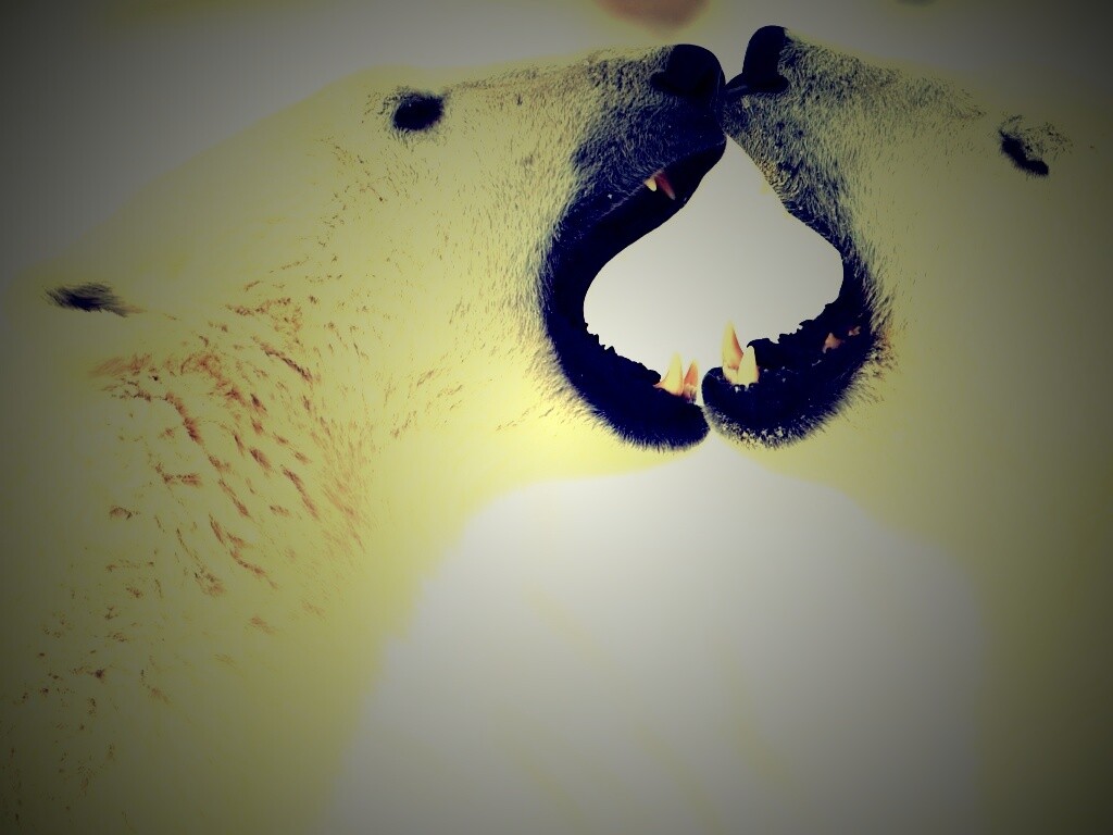 Полярные медведи обои