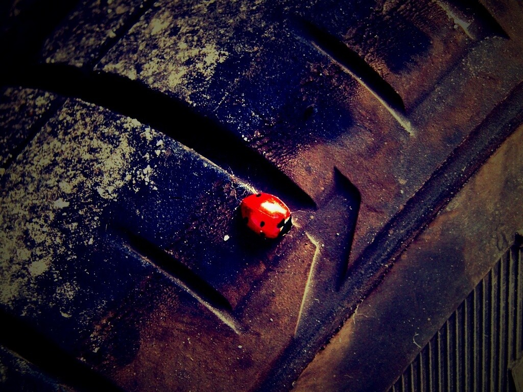 Божья коровка на автомобильной покрышке обои