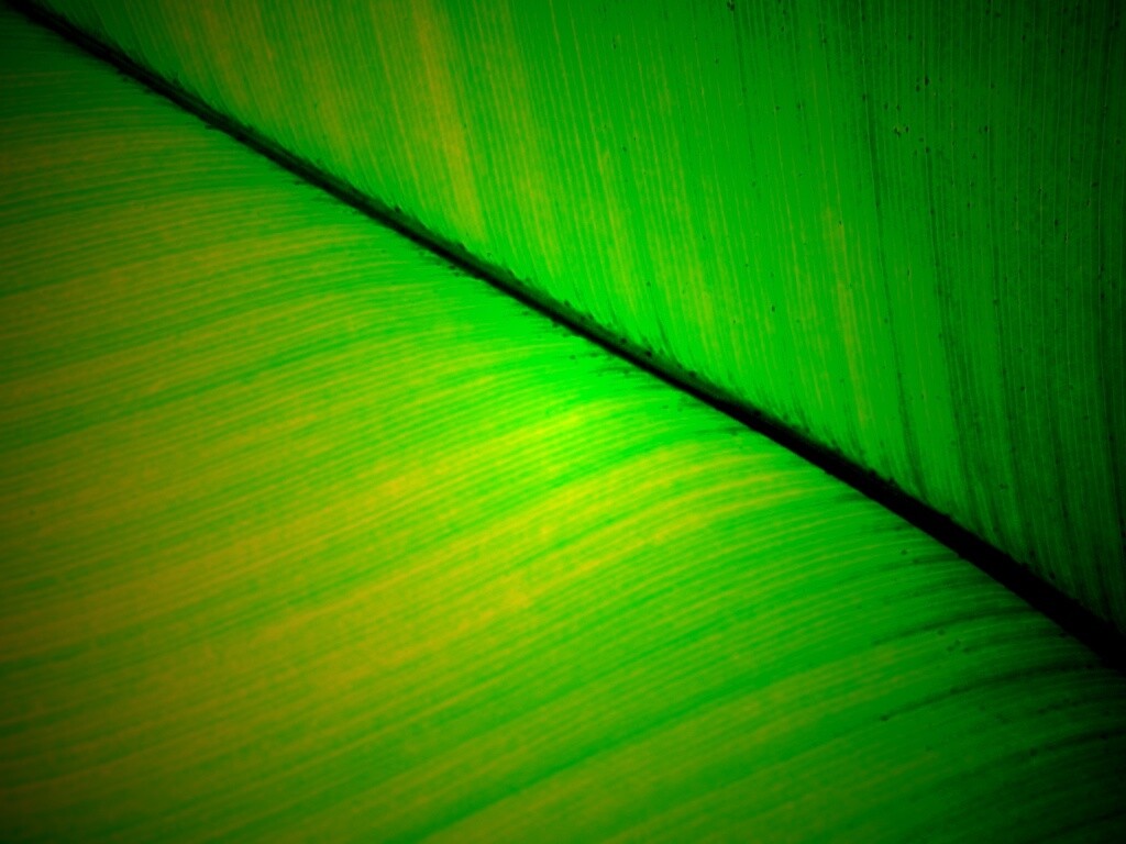 Зеленый лист обои