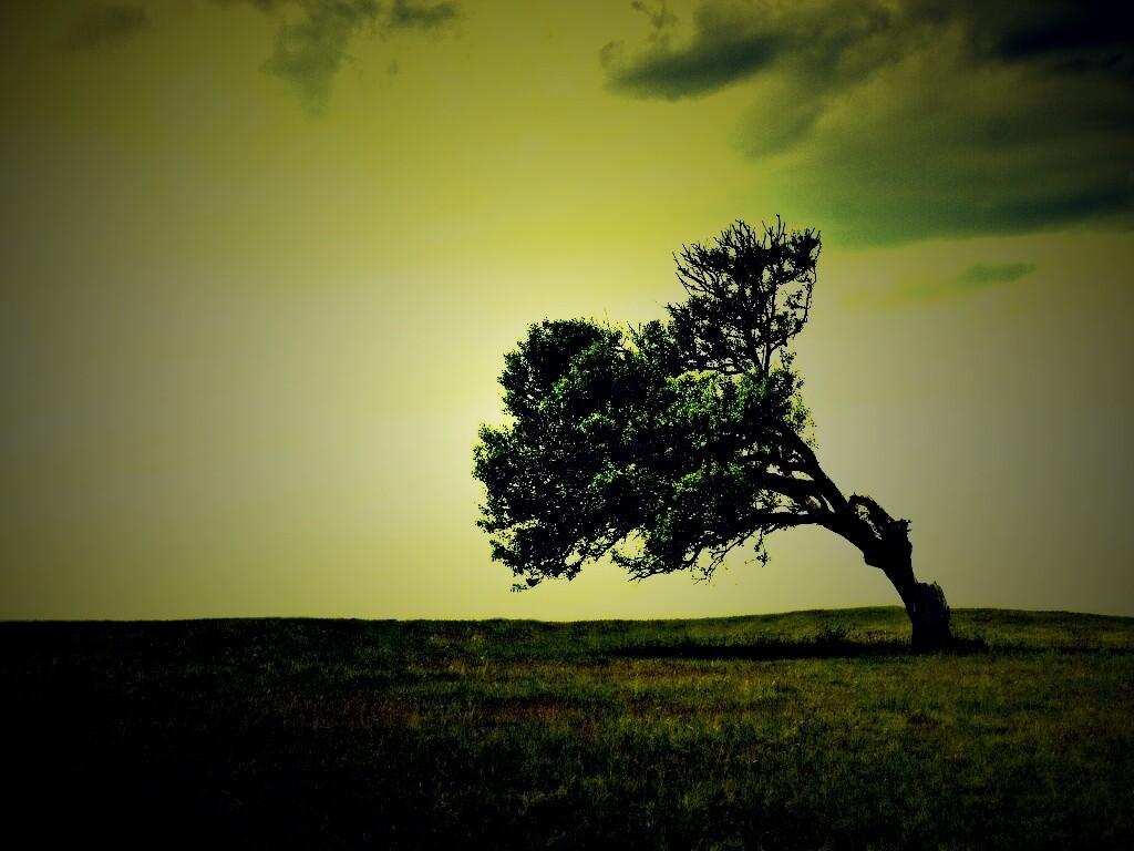 Склоненное дерево обои