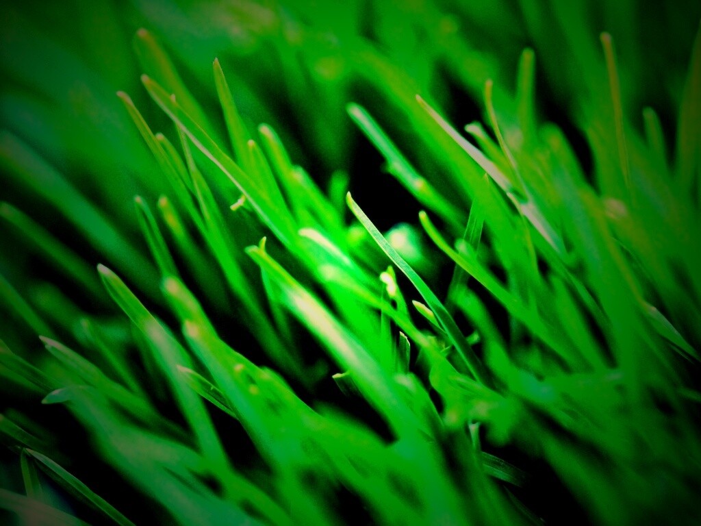 Зеленая свежая трава обои