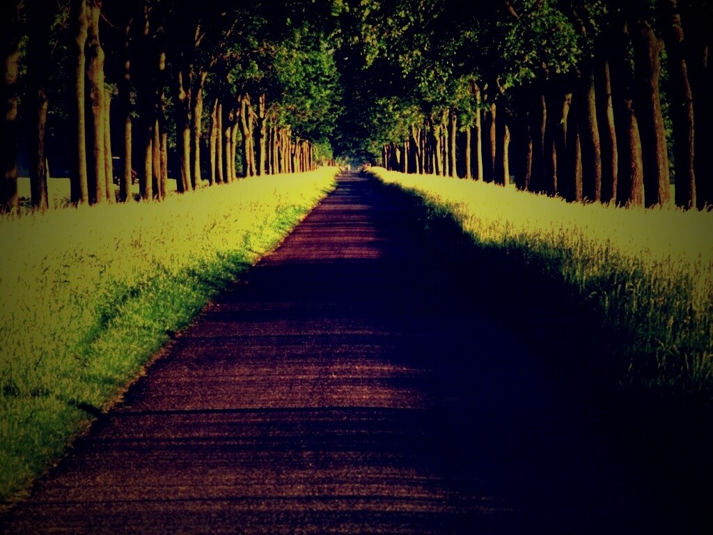 Живописная аллея обои