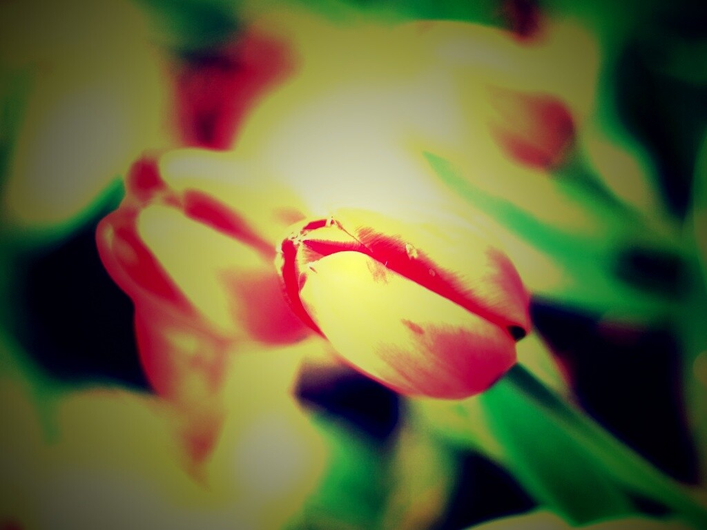Красивый тюльпан обои