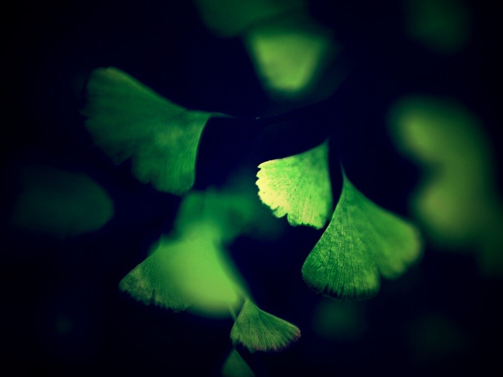 Дикие зеленые листья обои