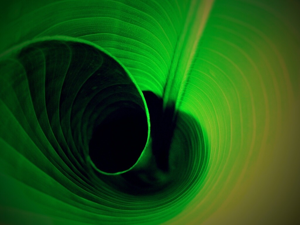 Зеленый лист трубочкой обои