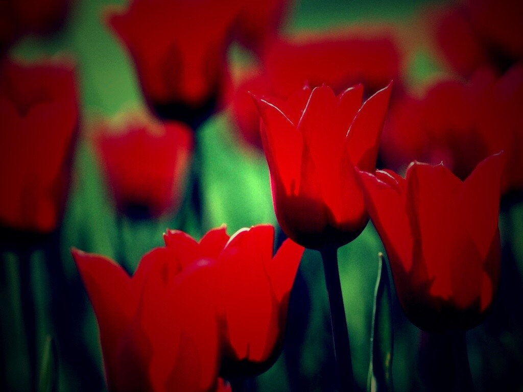 Красные цветы обои