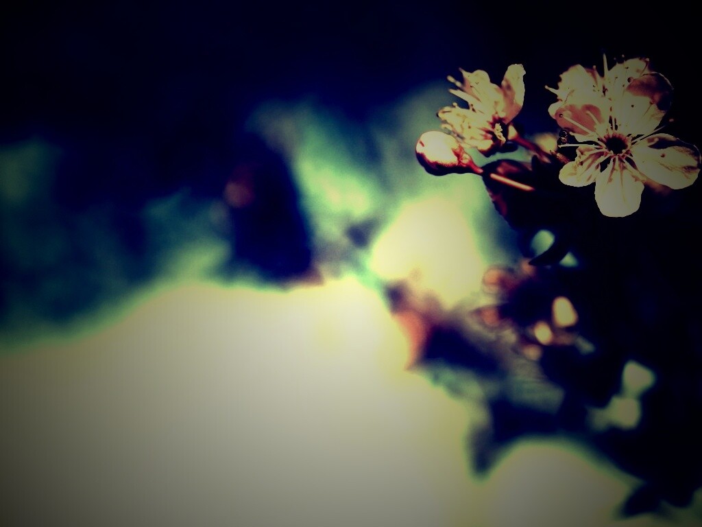 Цветок вишни обои