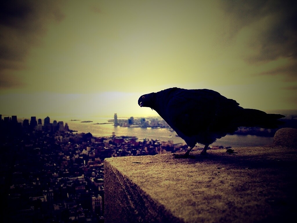 Любознательный голубь обои