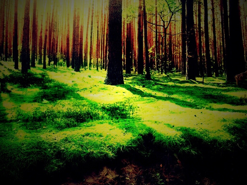 Солнечный лес обои