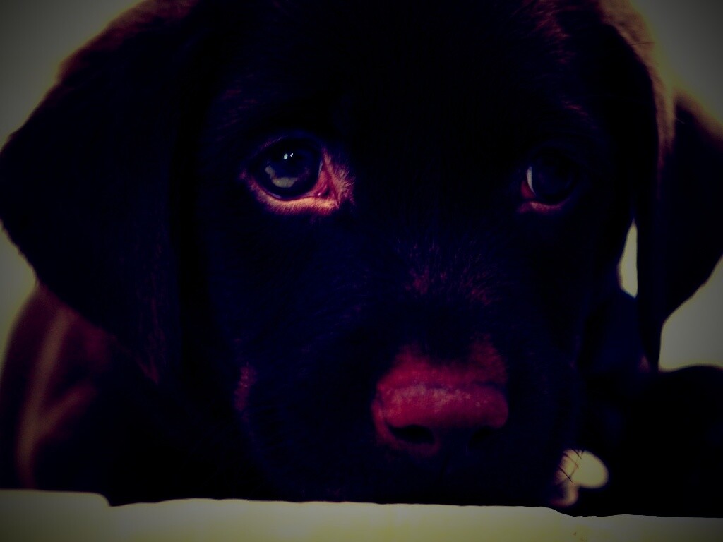 Пушистый шоколадка обои