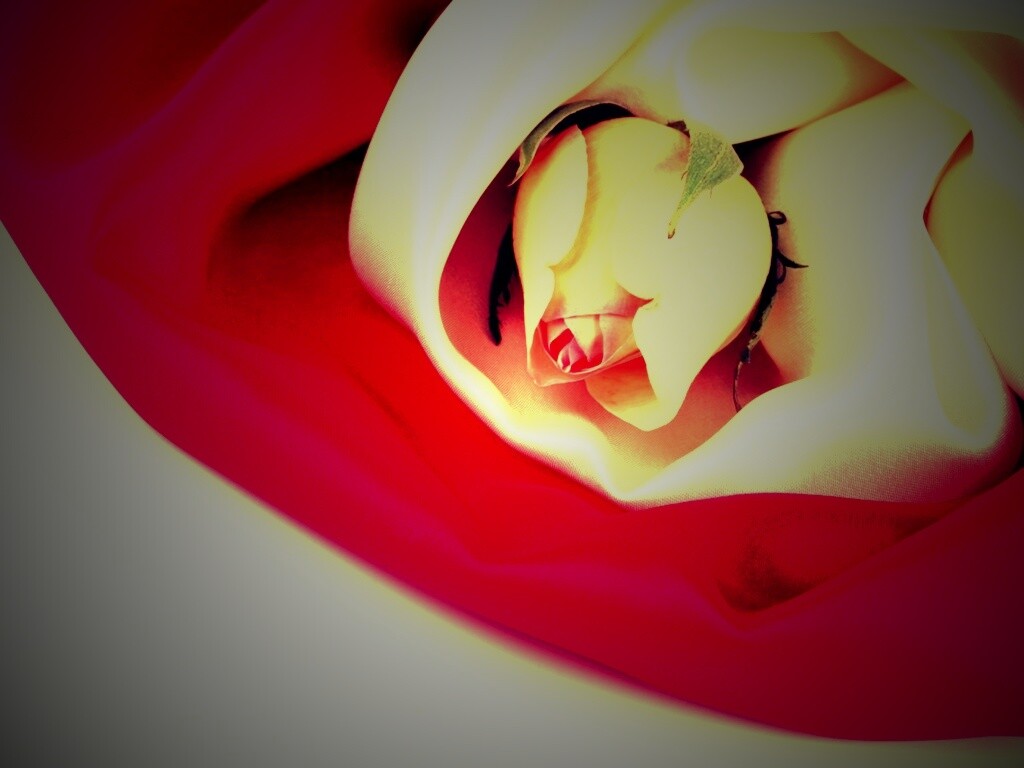 Нераспустившийся цветок розы в шелке обои