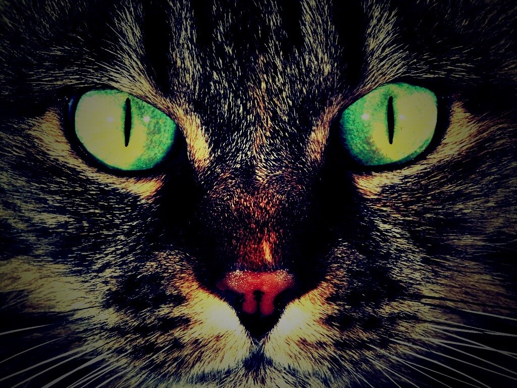 Кошачья морда обои