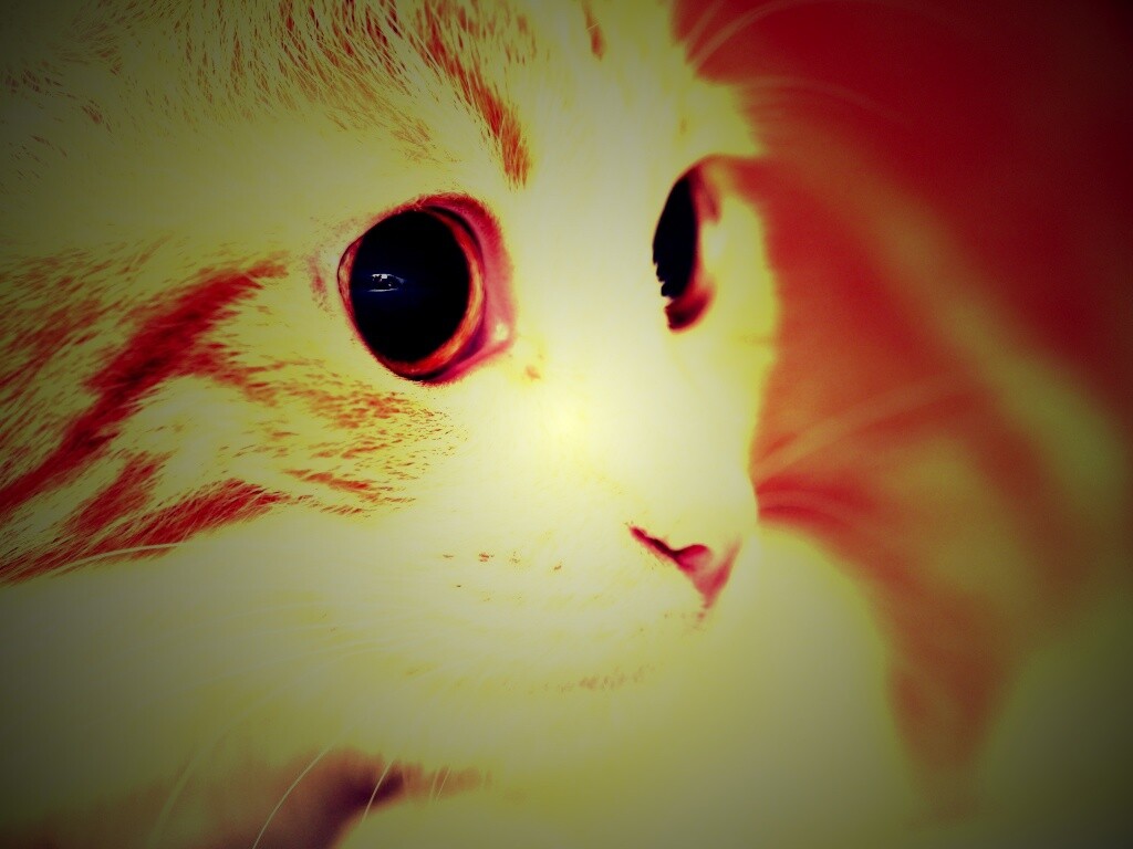 Кот с большими глазами обои