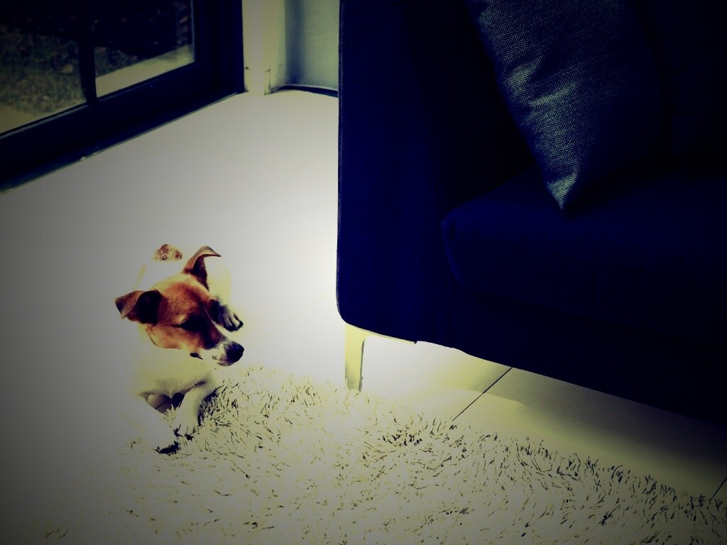 Собака обои