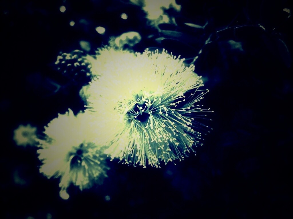 Сказочный цветок обои