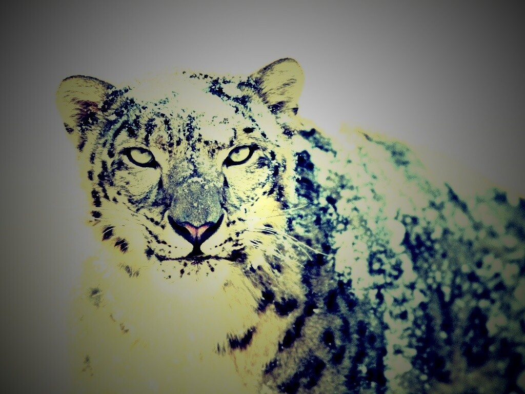 Снежный леопард обои