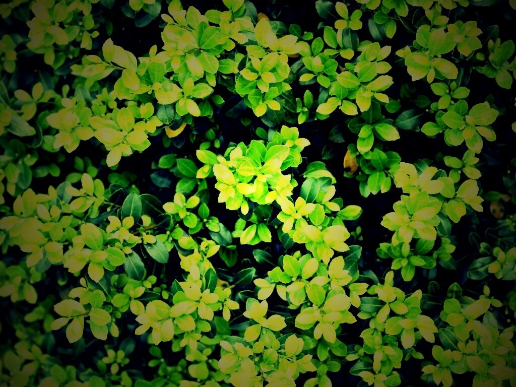 Густая листва обои