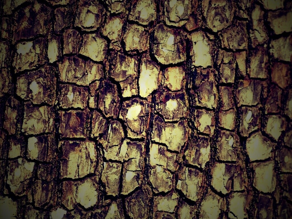 Кора дерева обои