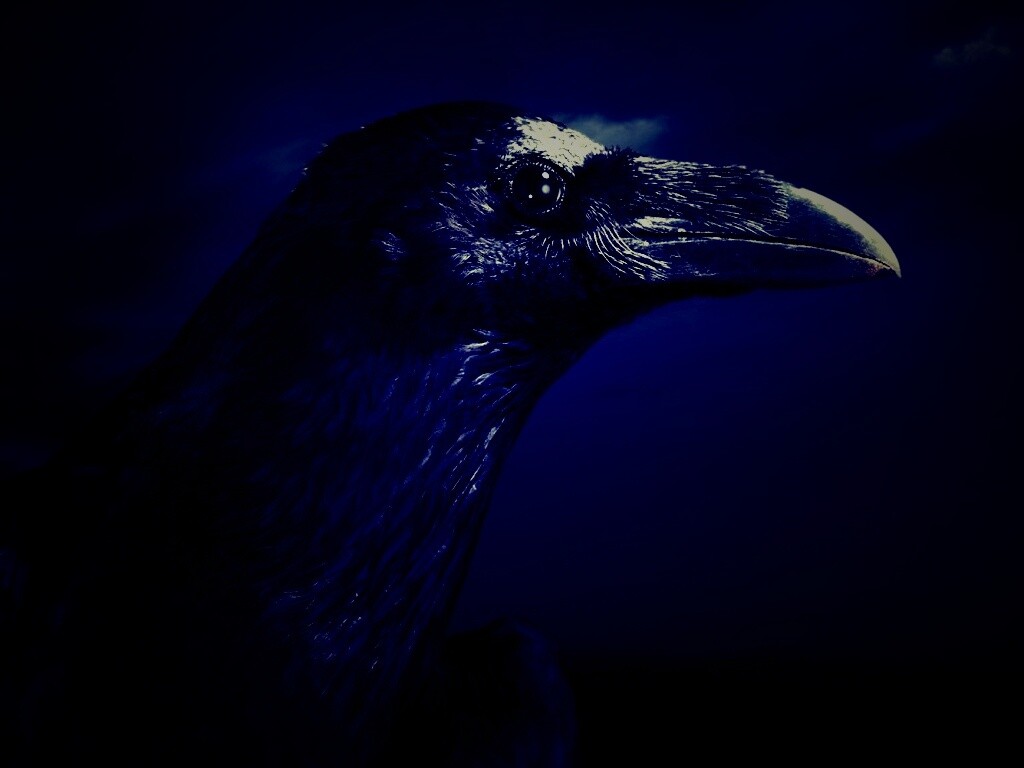 Ворон — гордая птица обои