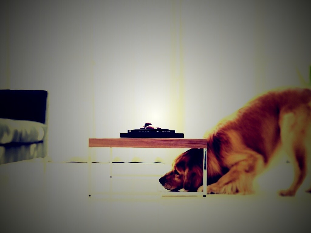 Большая собака под маленький столик обои