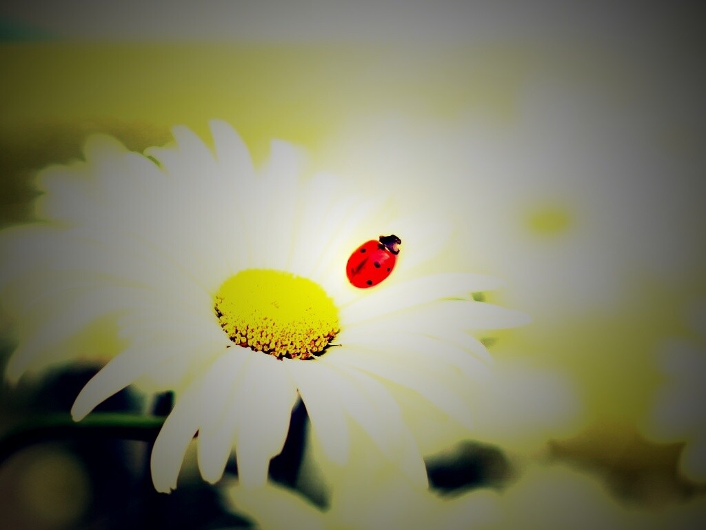 Божья коровка обои