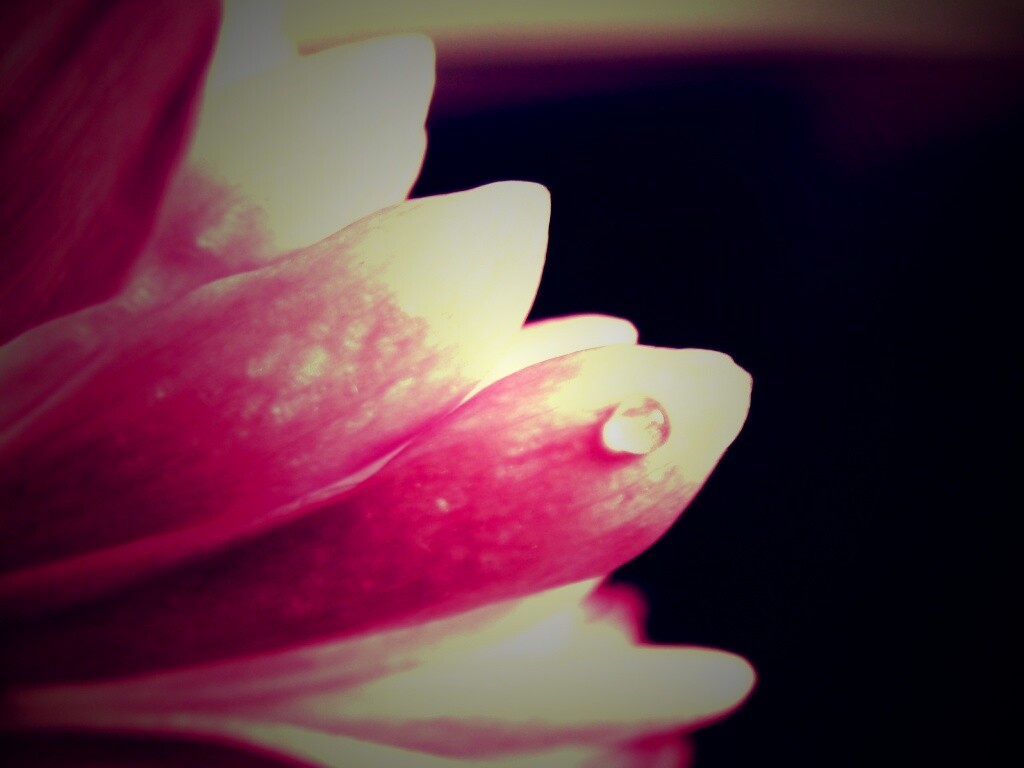 Капля на лепестке обои