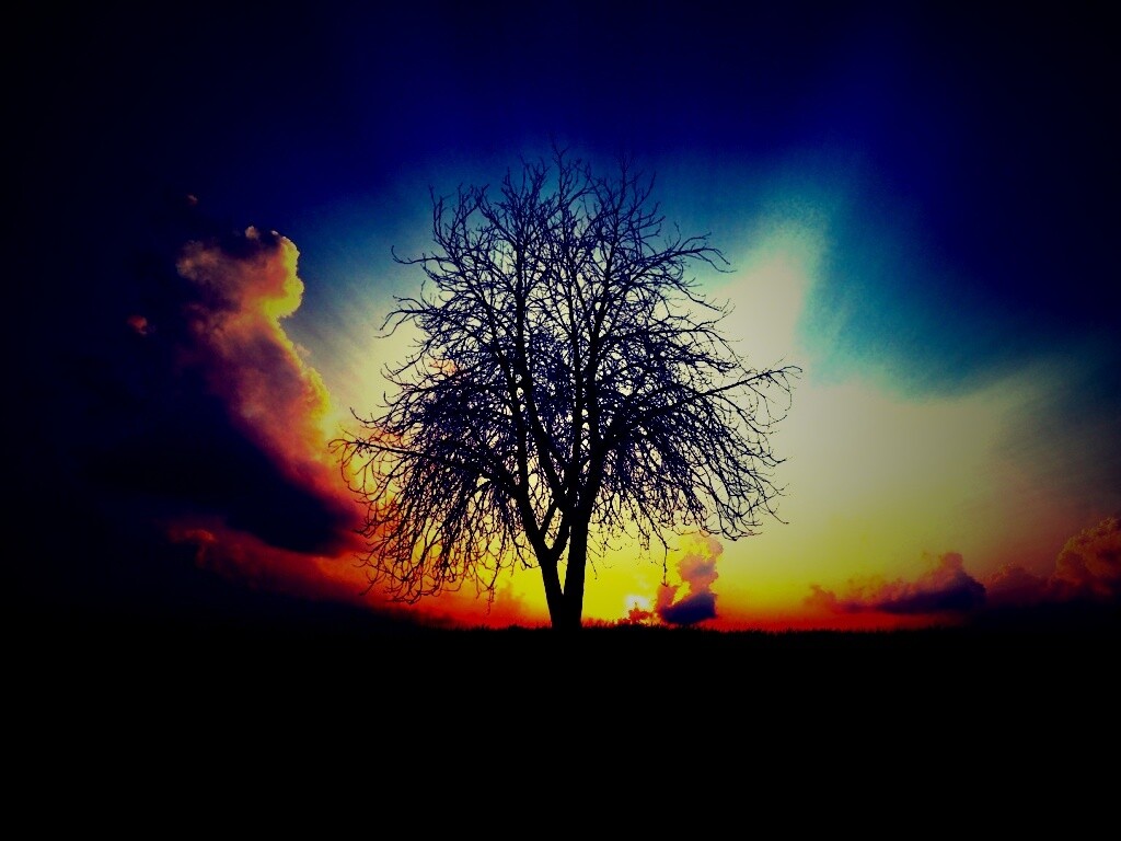 Дерево на закате обои