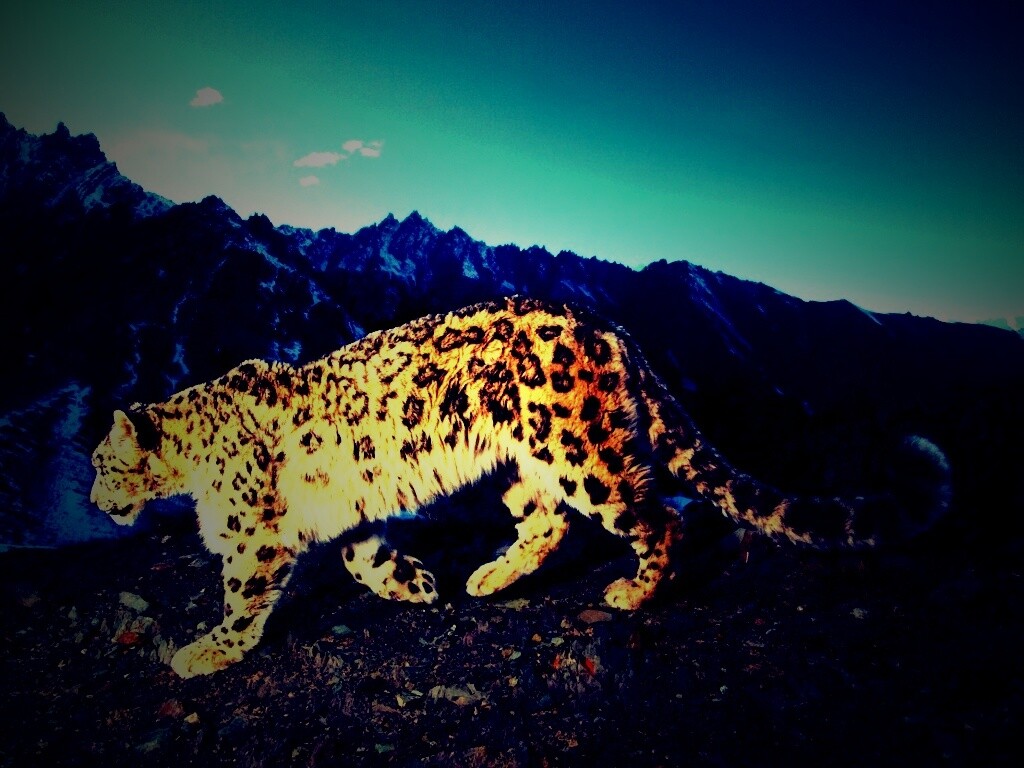 Леопард обои