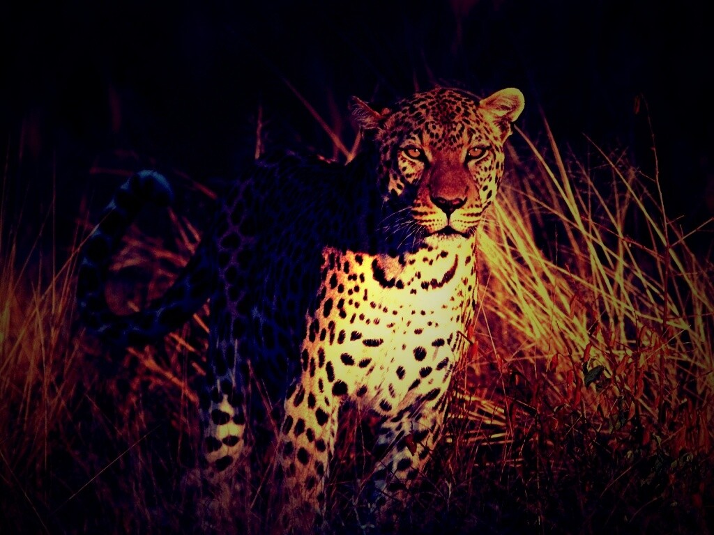 Леопард на охоте обои