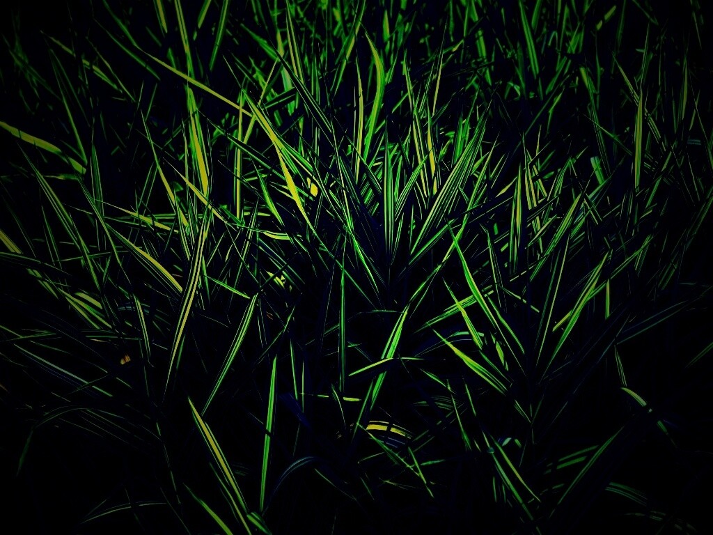 Дикая трава обои