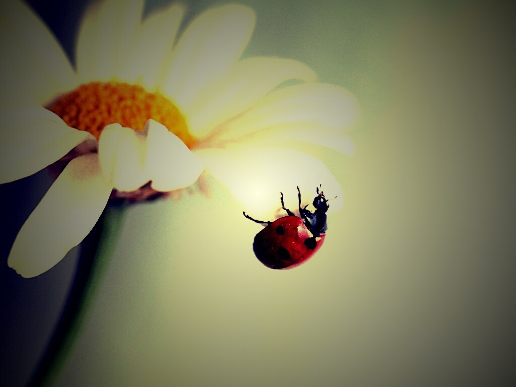 В гости к ромашке обои