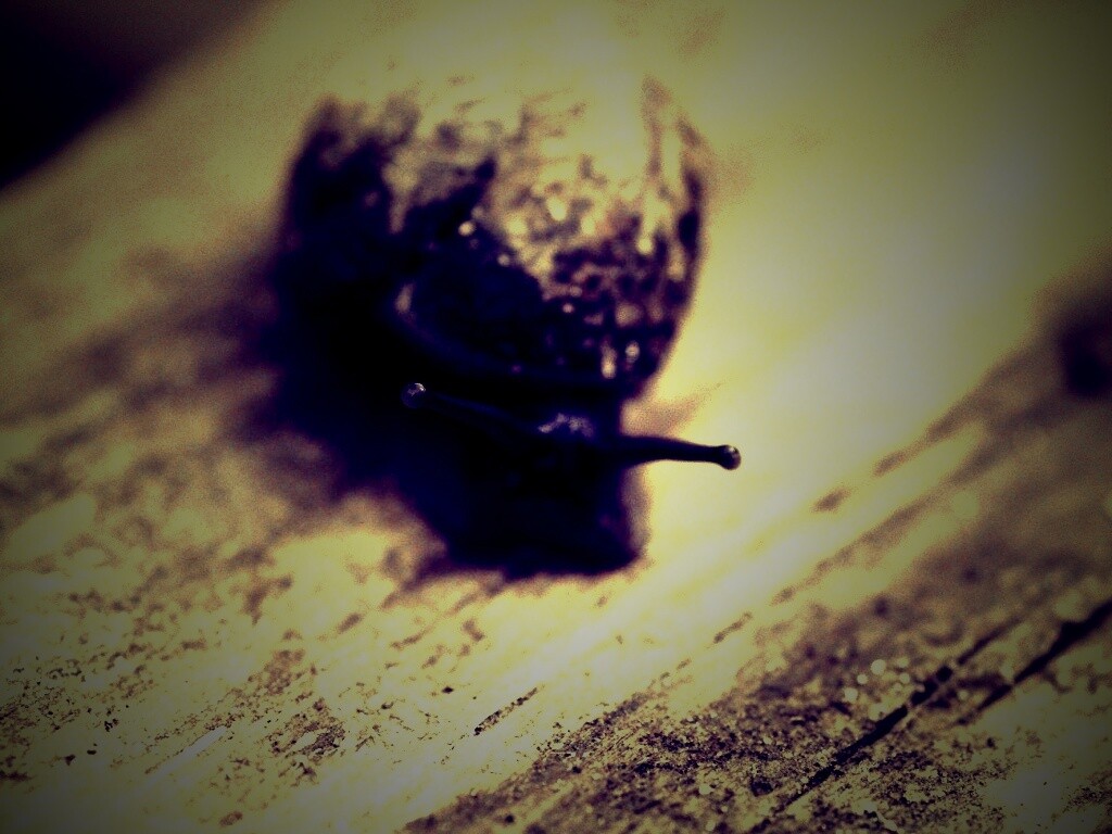 Улитка на ветке обои