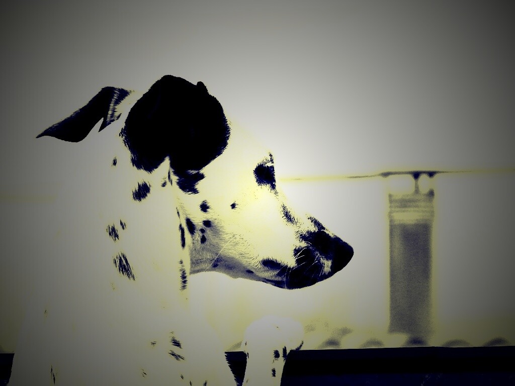 Долматинец смотрит вдаль обои