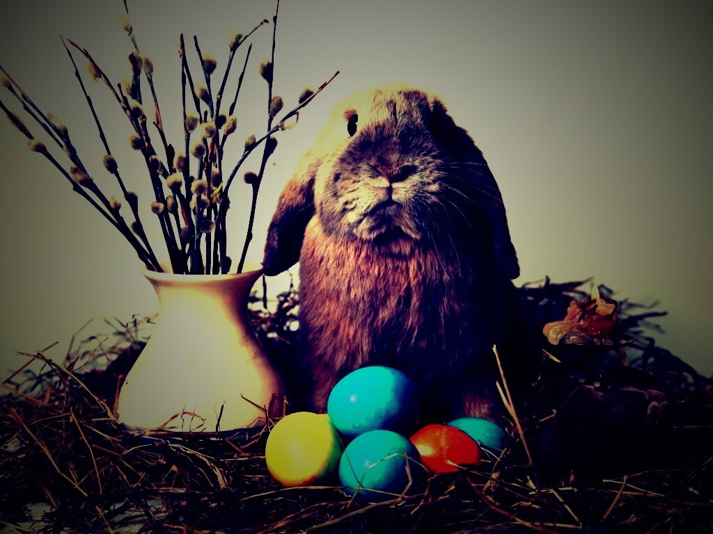 Пасхальный кролик обои