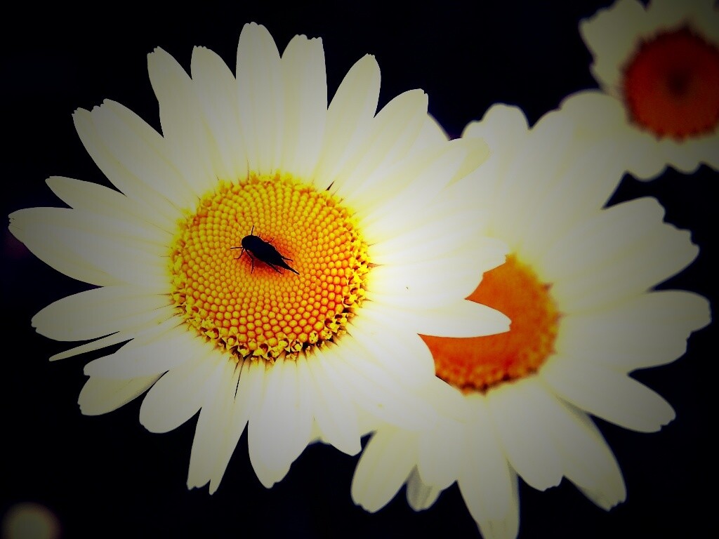 Ромашки обои