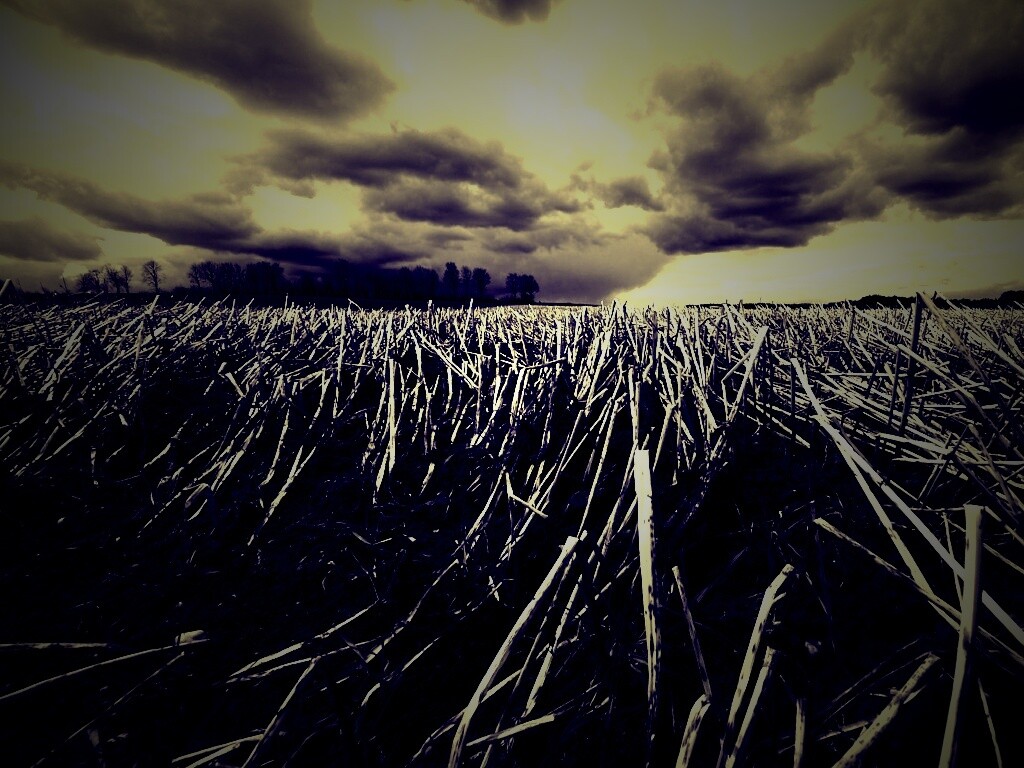 Убранное поле обои