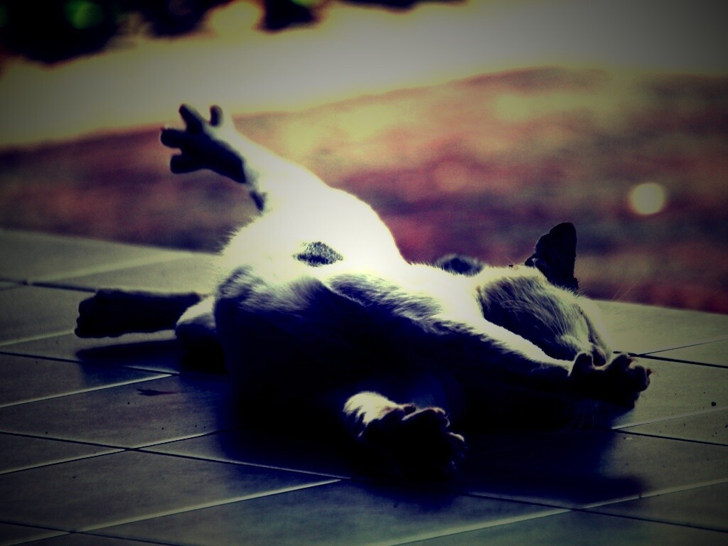 Потягивающаяся кошка обои