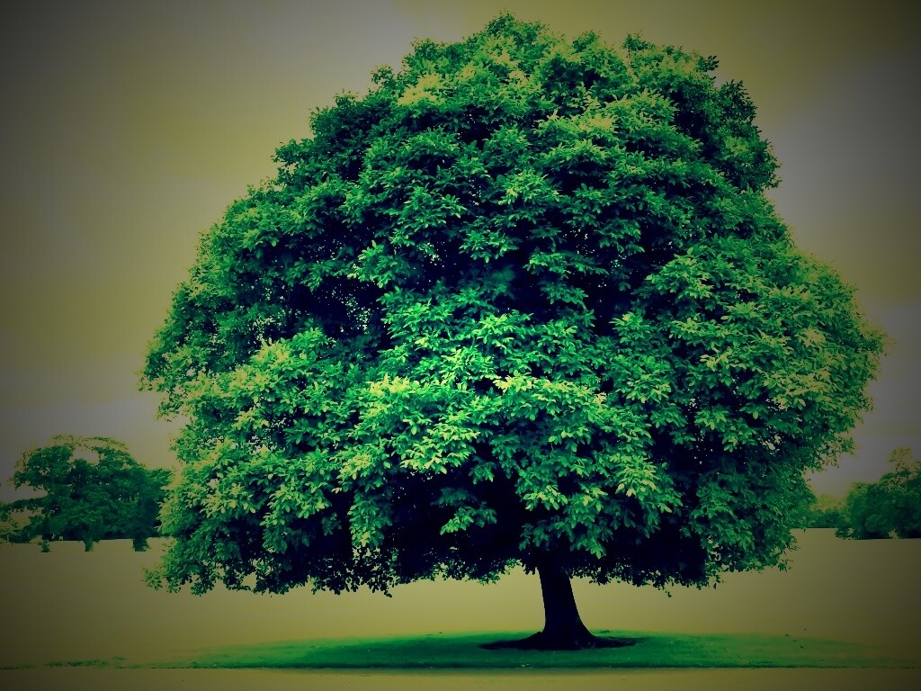 Зеленое ирландское дерево обои