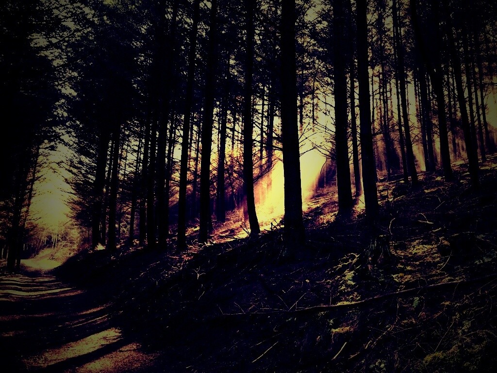 Лесная дорога обои